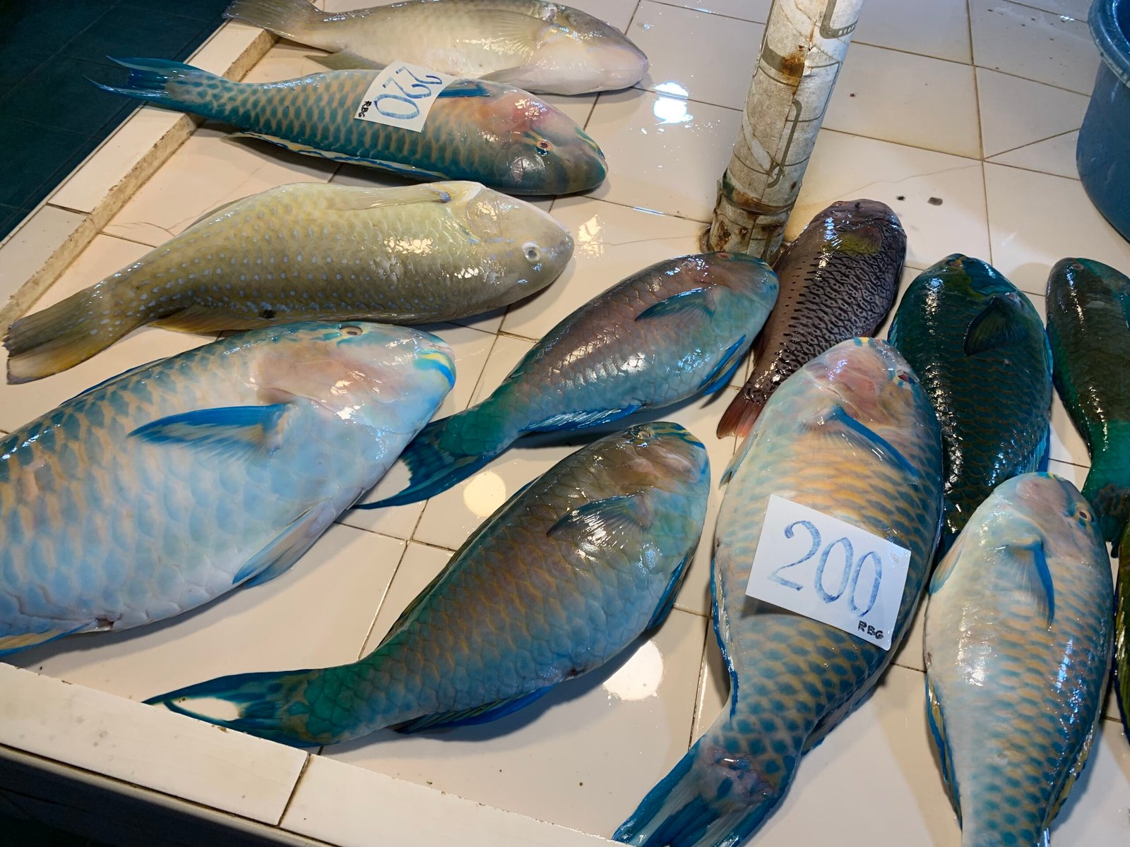 Poissons frais au marché, Kinilaw Philippines, Biliran, voyage en immersion